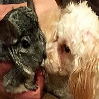 Chincilla and toy poodle.