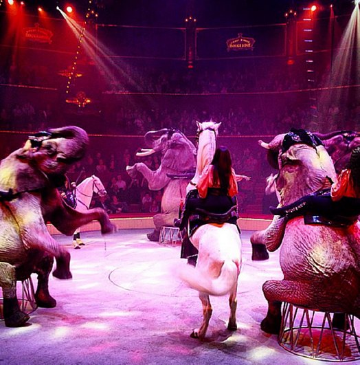 Cirque d`Hiver Bouglione elephants and horses.