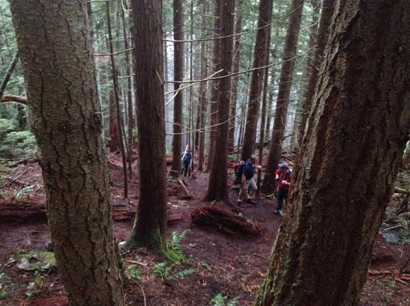 Hikers climb through thick forest in Mount Benson Regional Park.