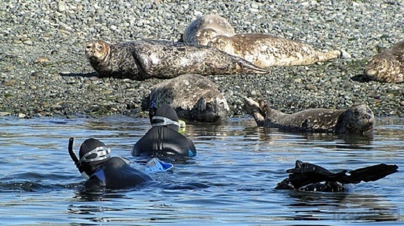 Two divers look at seals on rocky Snake Island.